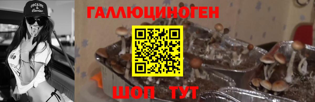 Коряжма  где продают наркотики  Вход с VPN  Галлюциногенные грибы Psilocybine cubensis 